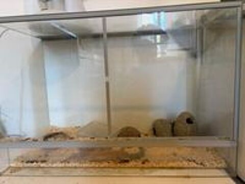   Femelle geckos + terrarium pix négociable  