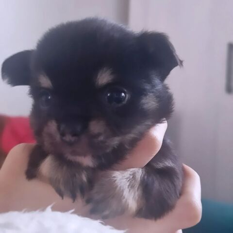 Chihuahua poils longs  900 77260 Reuil-en-brie