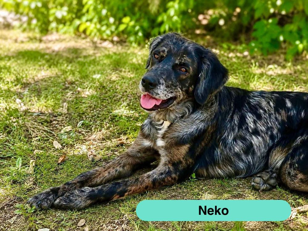   Neko, jeune chien actif à adopter 