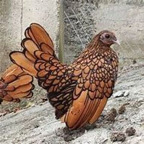   Oeuf fécondé, poussin, poule, coq Sebright 