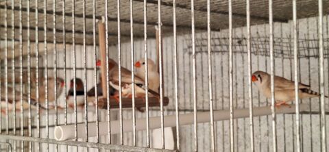 Mandarins 3 85340 Les sables-d'olonne