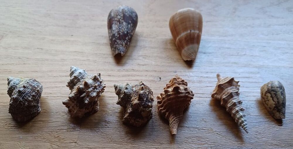 Lot de huit coquillages(Djibouti) 