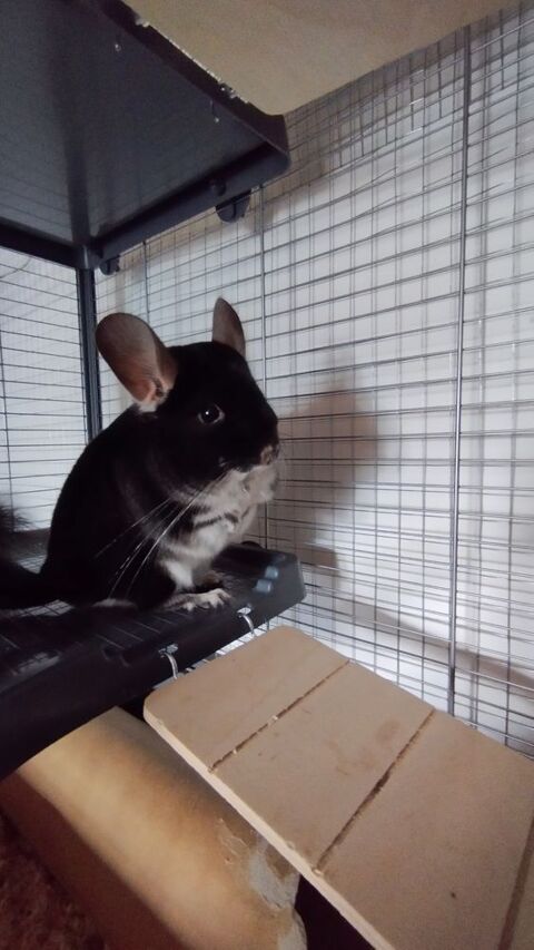 couple de chinchilla 500 45300 Engenville