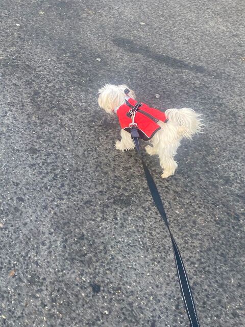 Garde toutou  0 75013 Paris