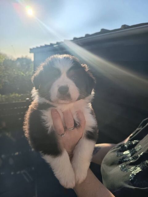 Chiots berger australien 1500 62360 Saint-�tienne-au-mont