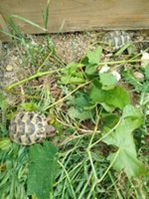   Tortues terrestres  