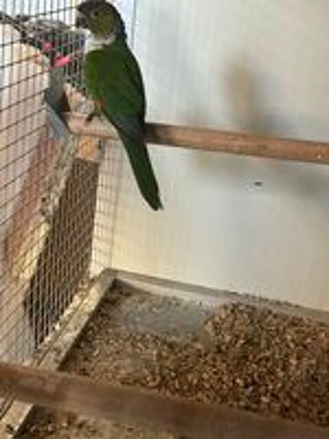   Conure  