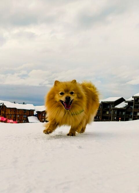 ZOUK m&acirc;le type spitz 3 ans 250 17360 Saint-aigulin