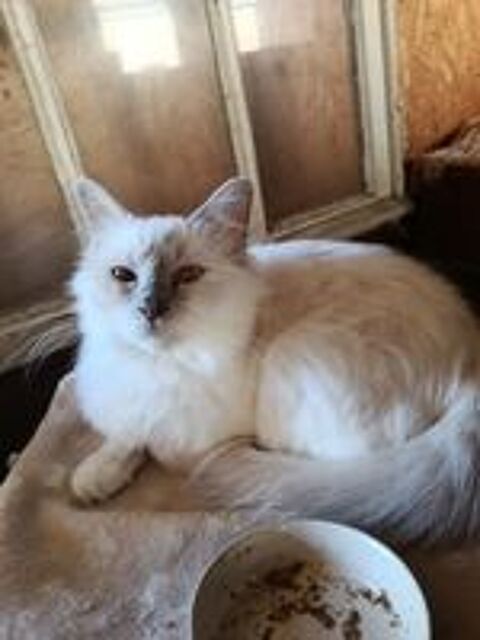   CHATTE BIRMAN RETRAITEE 