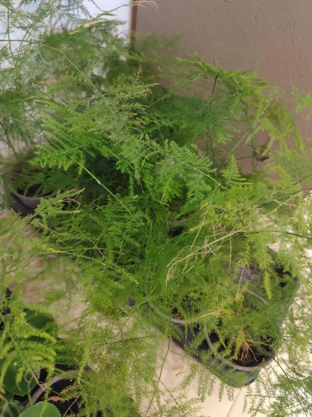 divers plantes Décoration