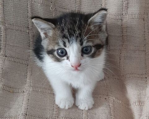 OSCAR 185 27620 Gasny