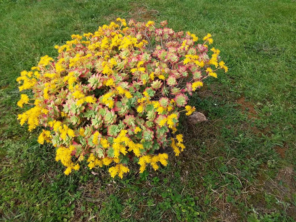 Plante. Décoration