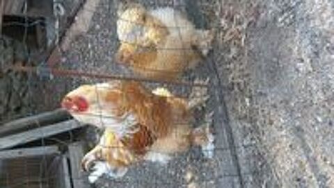   Joli coq brahmas fauve splash 
2 ans 