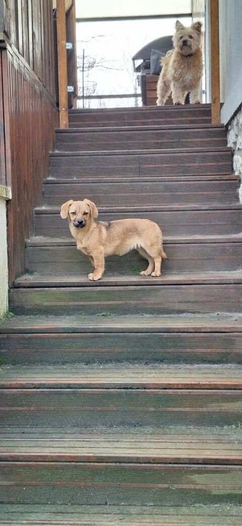 Maidy &agrave; l'adoption 320 77810 Thomery