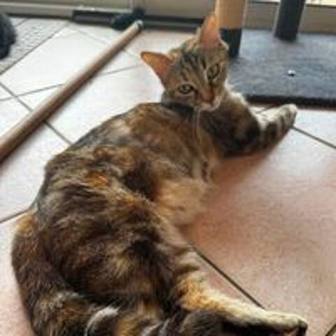   Fidji à l'adoption 