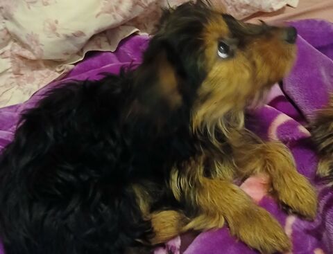 Yorkshire pr&ecirc;ts &agrave; l adoption 750 29000 Quimper