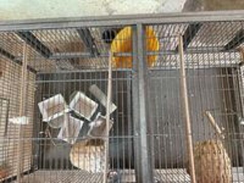   Cage oiseaux  