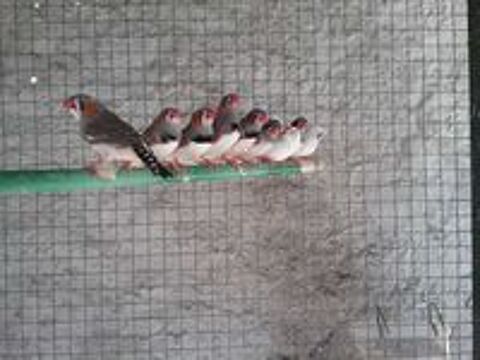   Oiseaux diamants mandarins 