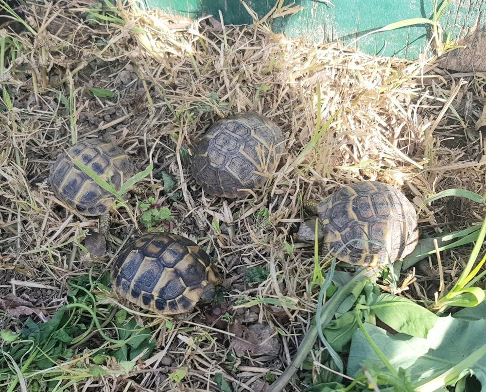   Tortues juvéniles entre nimes et montpellier  