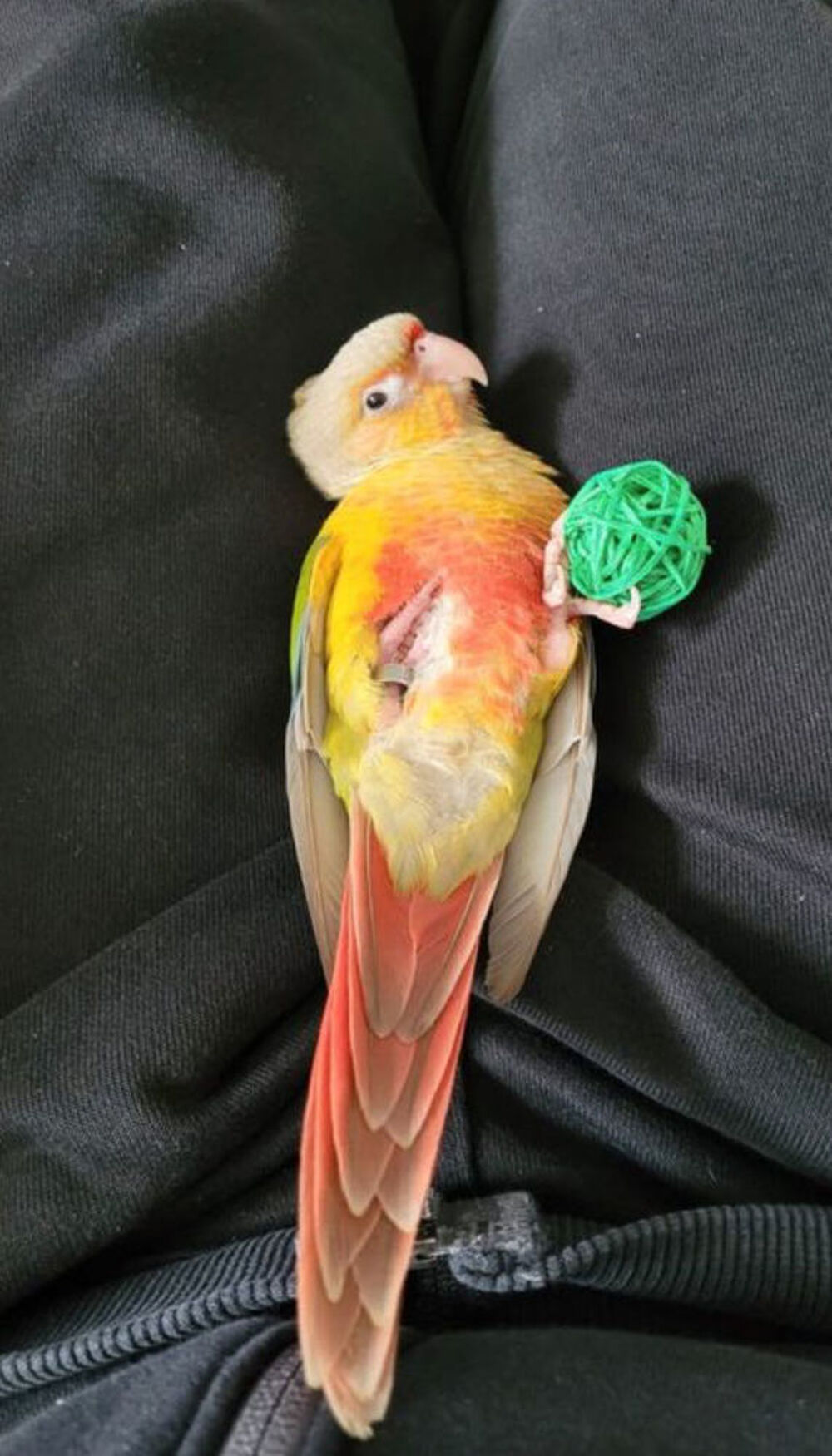 couple Conures Eam avec papier Jardin