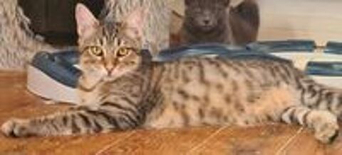   YUKA CHAT TIGRE 1 AN 