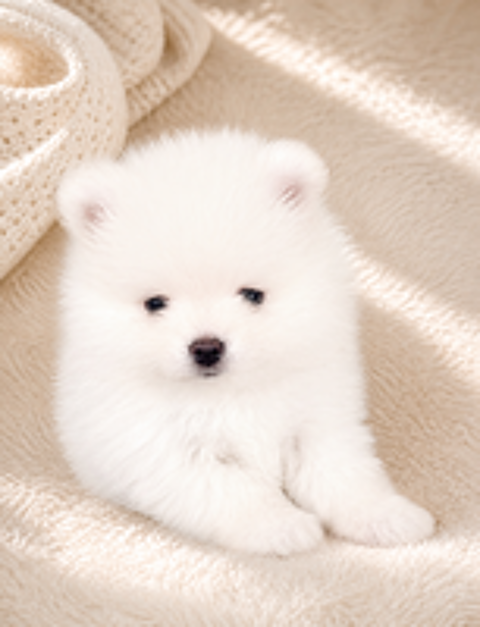   Magnifique mâle spitz blanc pure  