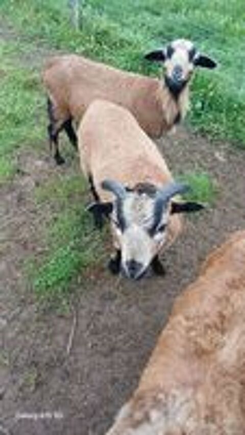   Mouton du Cameroun  