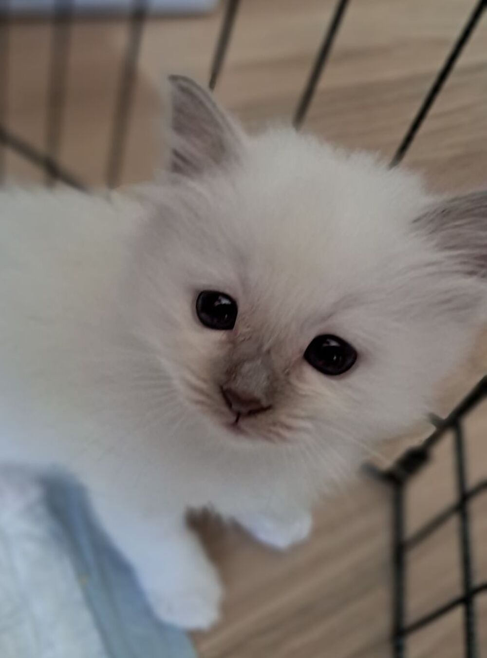   Femelle sacr de Birmanie LOOF 