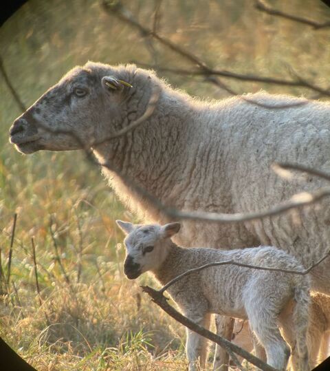 Moutons Lande de Bretagne 120 17430 Bords