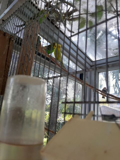 Perruches ondulées  de l année 
Différentes couleurs 
16 38600 Fontaine