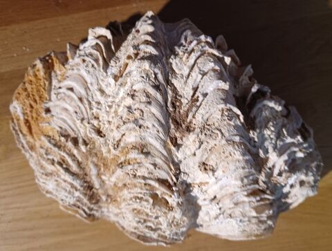 Coquillage bénitier 2kg Polynésie Laruscade (33)