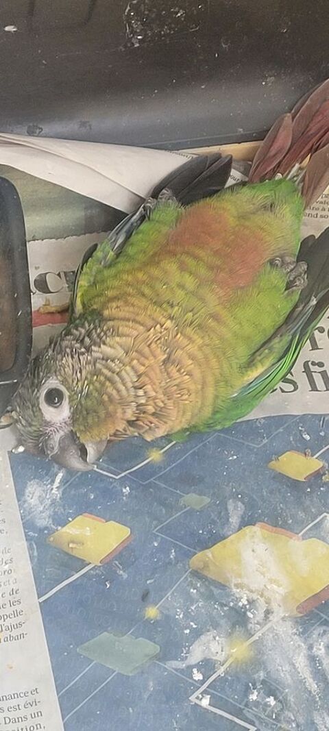 Conure EAM 260 10400 Fontaine-mcon