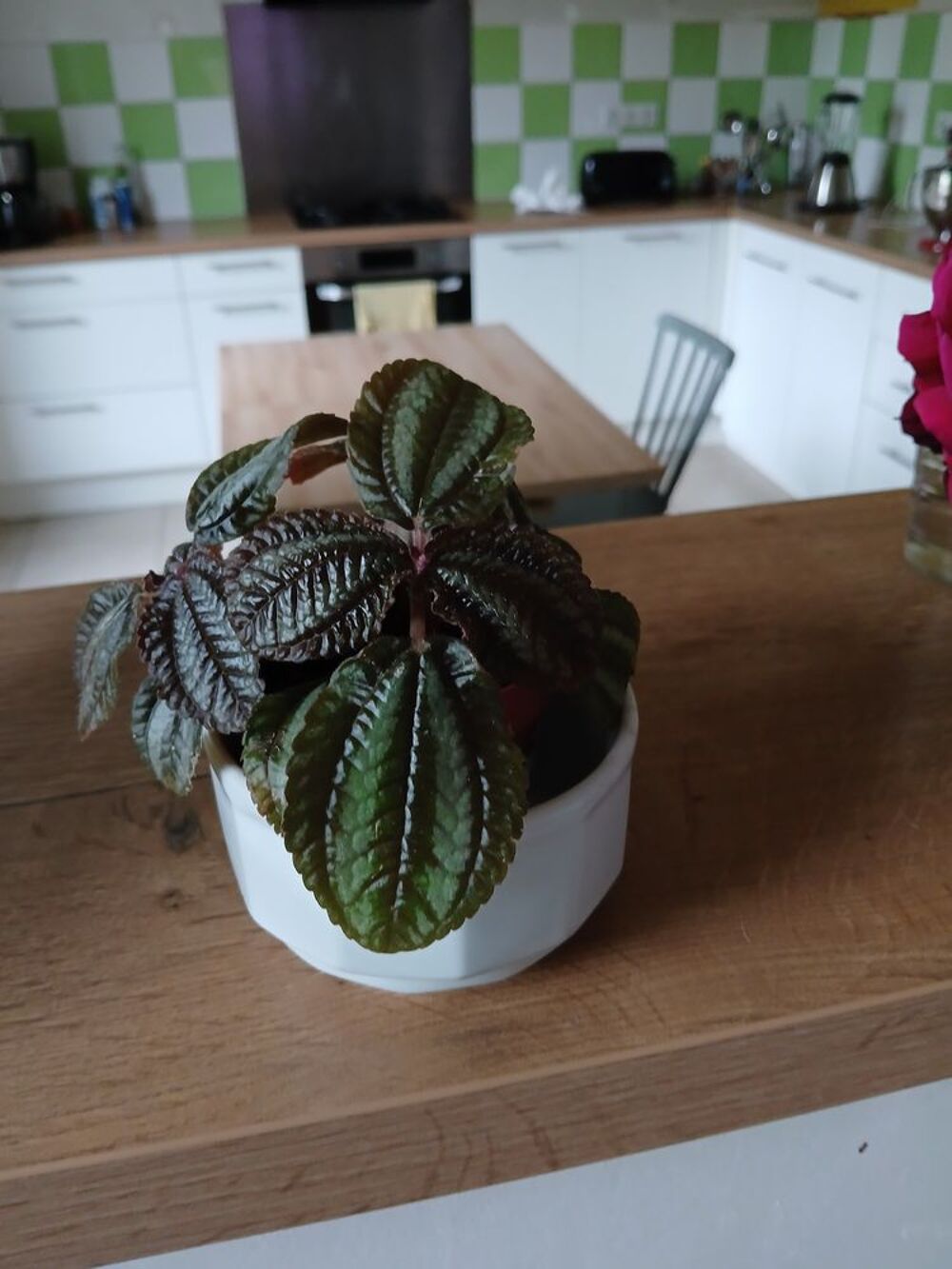 Plantes verte Jardin
