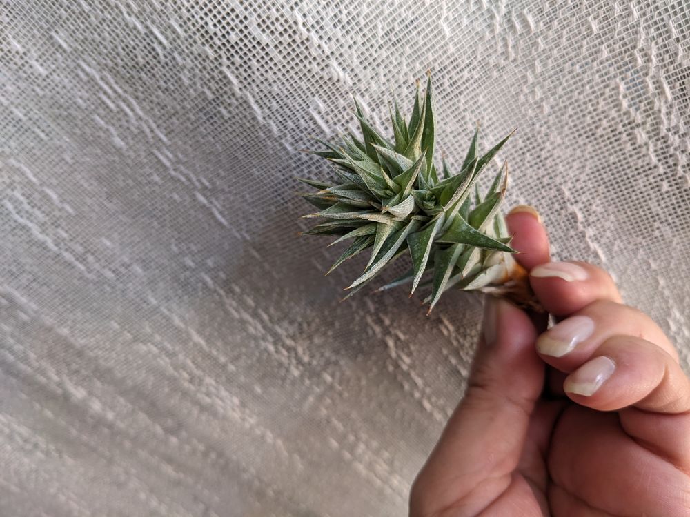 DEUTEROCOHNIA BREVIFOLIA : 1 BELLE BOUTURE RAMIFIEE RARE! Jardin