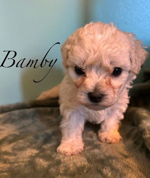 chiots bichons &agrave; poils fris&eacute;s males et femelles 1200 51120 S�zanne