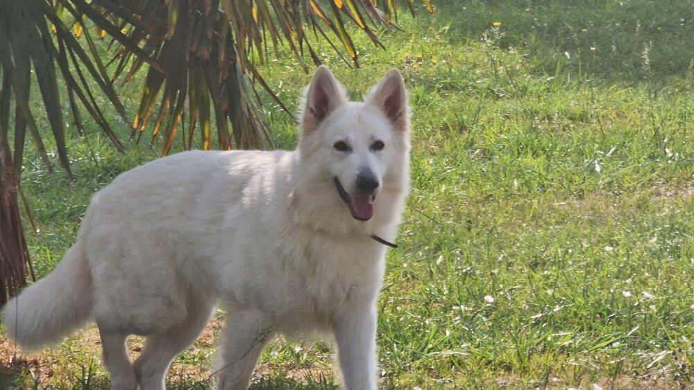   Super  berger blanc suisse.  