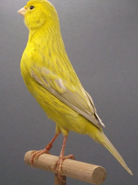 canaris diverses 30 74960 Cran-gevrier