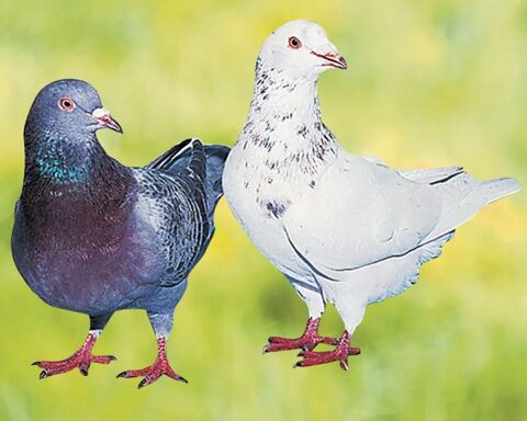 couple pigeon texan pure race 
j 0 59239 Thumeries