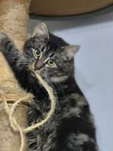  ACHILLE 
