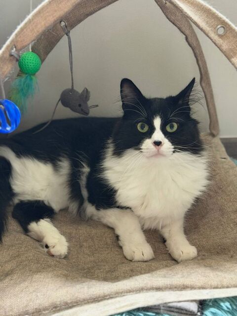 Chat DOUGLAS &agrave; l adoption 200 26790 Suze-la-rousse