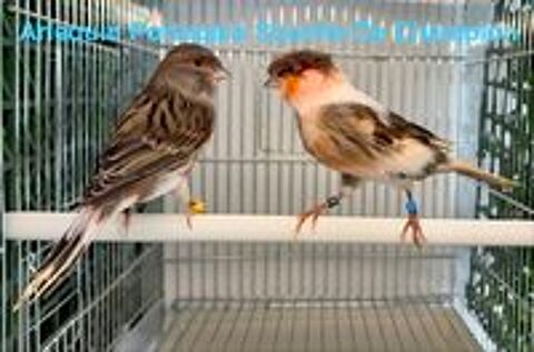   Très Belle Sélection De Canari De Chant, Couleur, Posture 26 