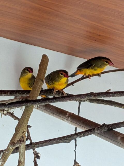 oiseaux ventre orange 60 29180 Guengat