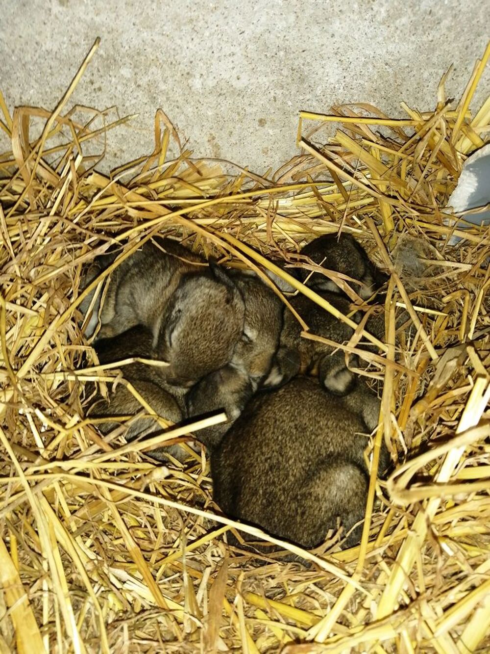   Lapin de garenne  