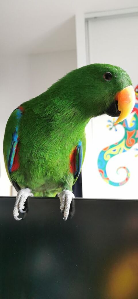 eclectus m&acirc;le EAM 700 44980 Sainte-luce-sur-loire