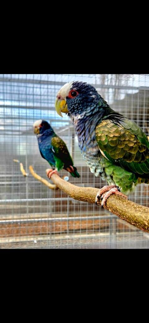Perroquet pionus senilis 400 63350 Joze