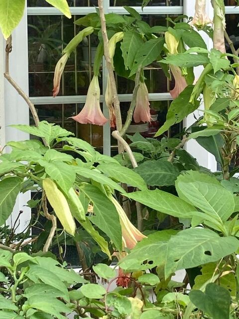 datura rose 3€ 3 Maisons-Alfort (94)