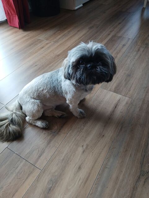 Shih tzu femelle 0 63380 Condat-en-combraille