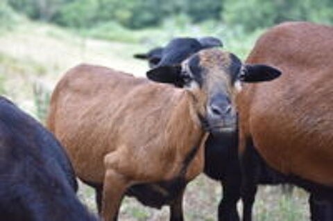   Moutons du Cameroun 