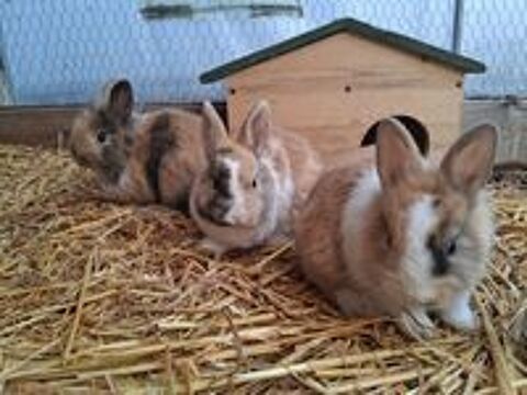   lapins nains t�te de lion 