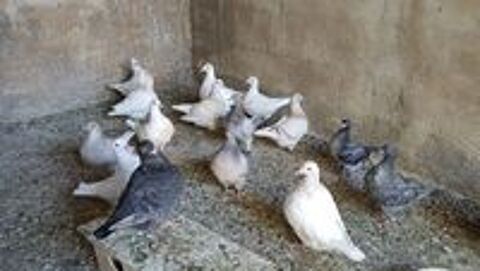   Pigeons Texan/Voyageurs 